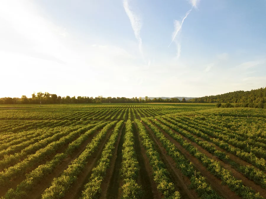 Hileras de naranjos bien mantenidos en una finca agrícola valenciana